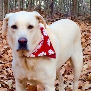 Meet your Posher, Robin